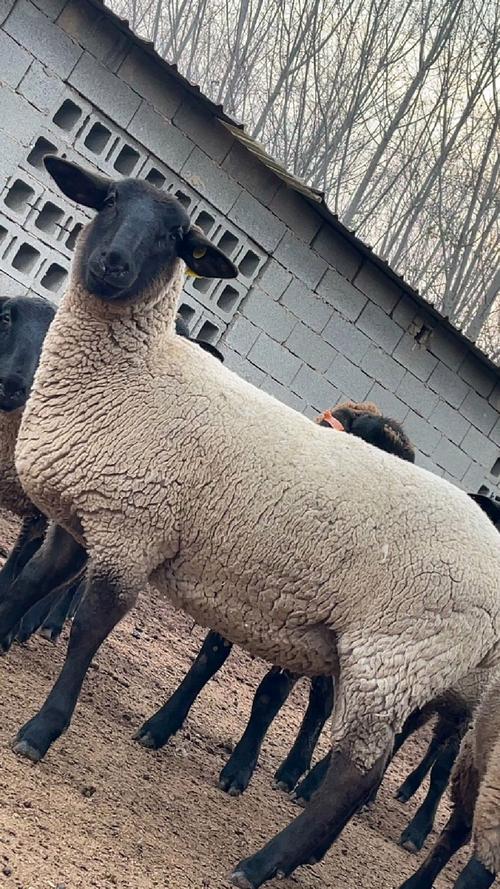 哪种羊繁育能力最强?-图1 哪种羊繁育能力最强?-图1