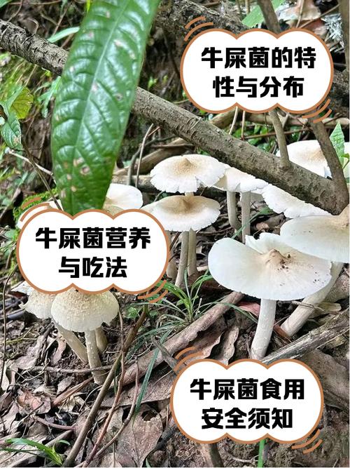 牛粪种蘑菇技术视频,真可行吗?-图1 牛粪种蘑菇技术视频,真可行吗?-图1