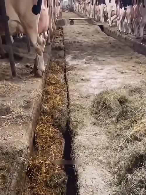 牛粪种蘑菇技术视频,真可行吗?-图2 牛粪种蘑菇技术视频,真可行吗?-图2