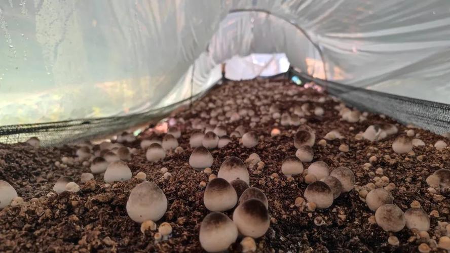 牛粪种蘑菇技术视频,真可行吗?-图3 牛粪种蘑菇技术视频,真可行吗?-图3