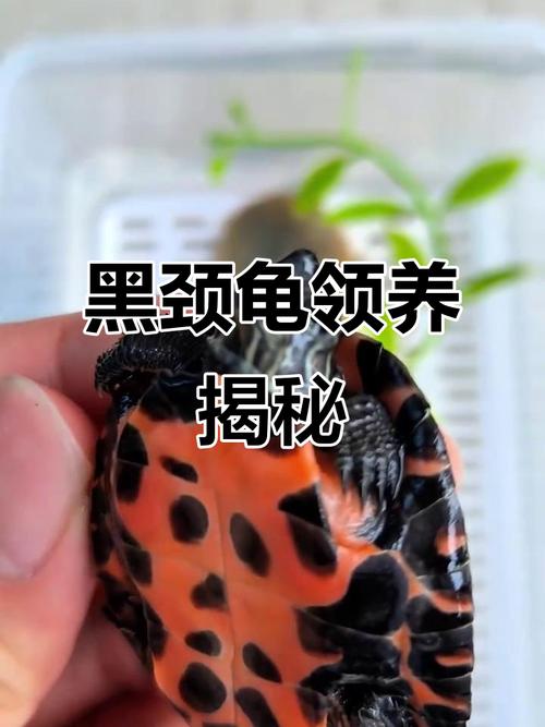 2025黑颈龟野生价格会涨还是跌?-图1 2025黑颈龟野生价格会涨还是跌?-图1