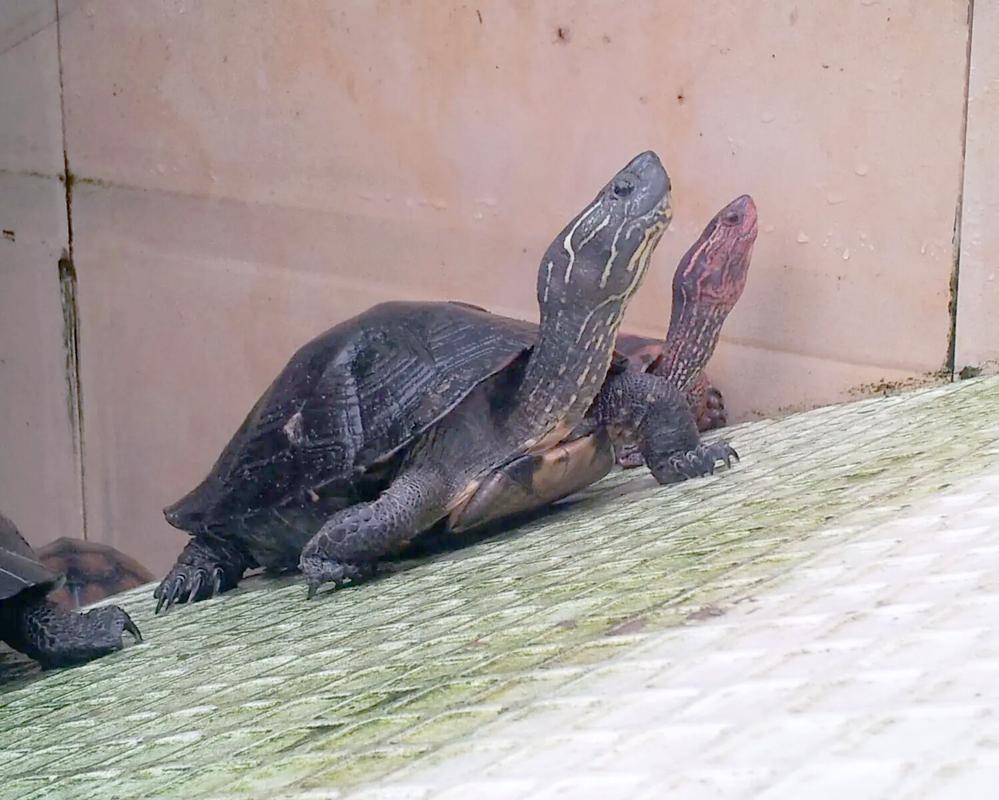 2025黑颈龟野生价格会涨还是跌?-图3 2025黑颈龟野生价格会涨还是跌?-图3