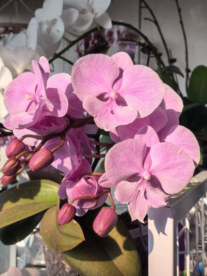 哪些蝴蝶兰品种开花比较多?-图1 哪些蝴蝶兰品种开花比较多?-图1