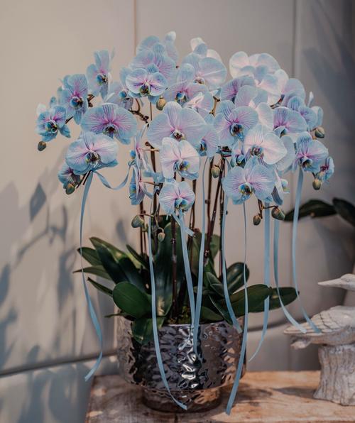 哪些蝴蝶兰品种开花比较多？-图2