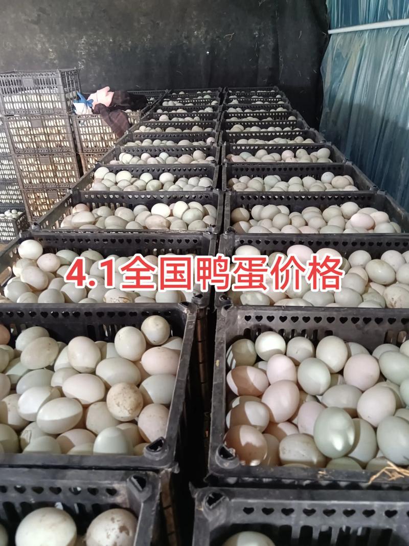 今日成都鸭蛋价格是多少?-图1 今日成都鸭蛋价格是多少?-图1