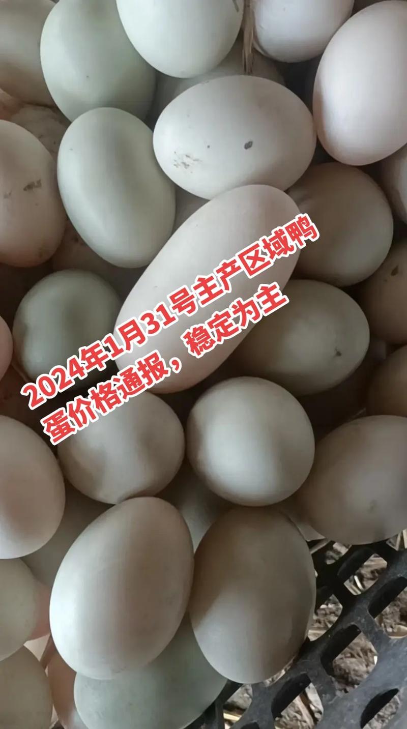 今日成都鸭蛋价格是多少?-图2 今日成都鸭蛋价格是多少?-图2