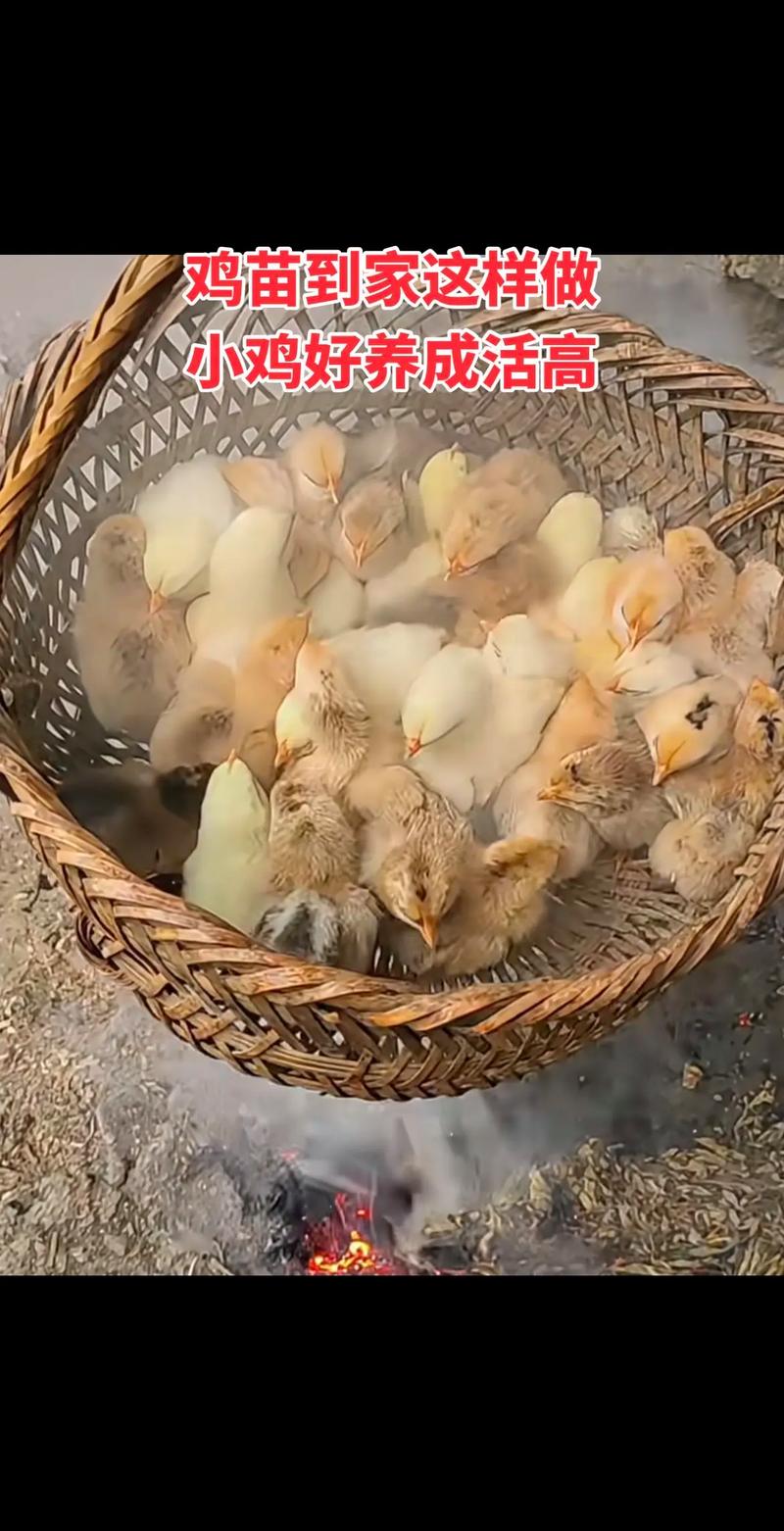 养小鸡技术视频哪里下载?-图3 养小鸡技术视频哪里下载?-图3