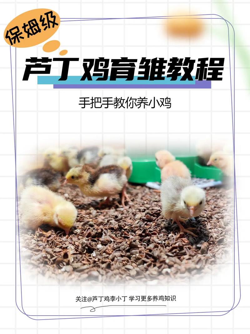 养小鸡技术视频哪里下载?-图1 养小鸡技术视频哪里下载?-图1