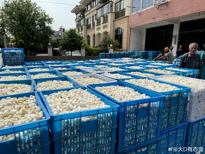 农村收购蚕茧价格最新行情如何？-图2