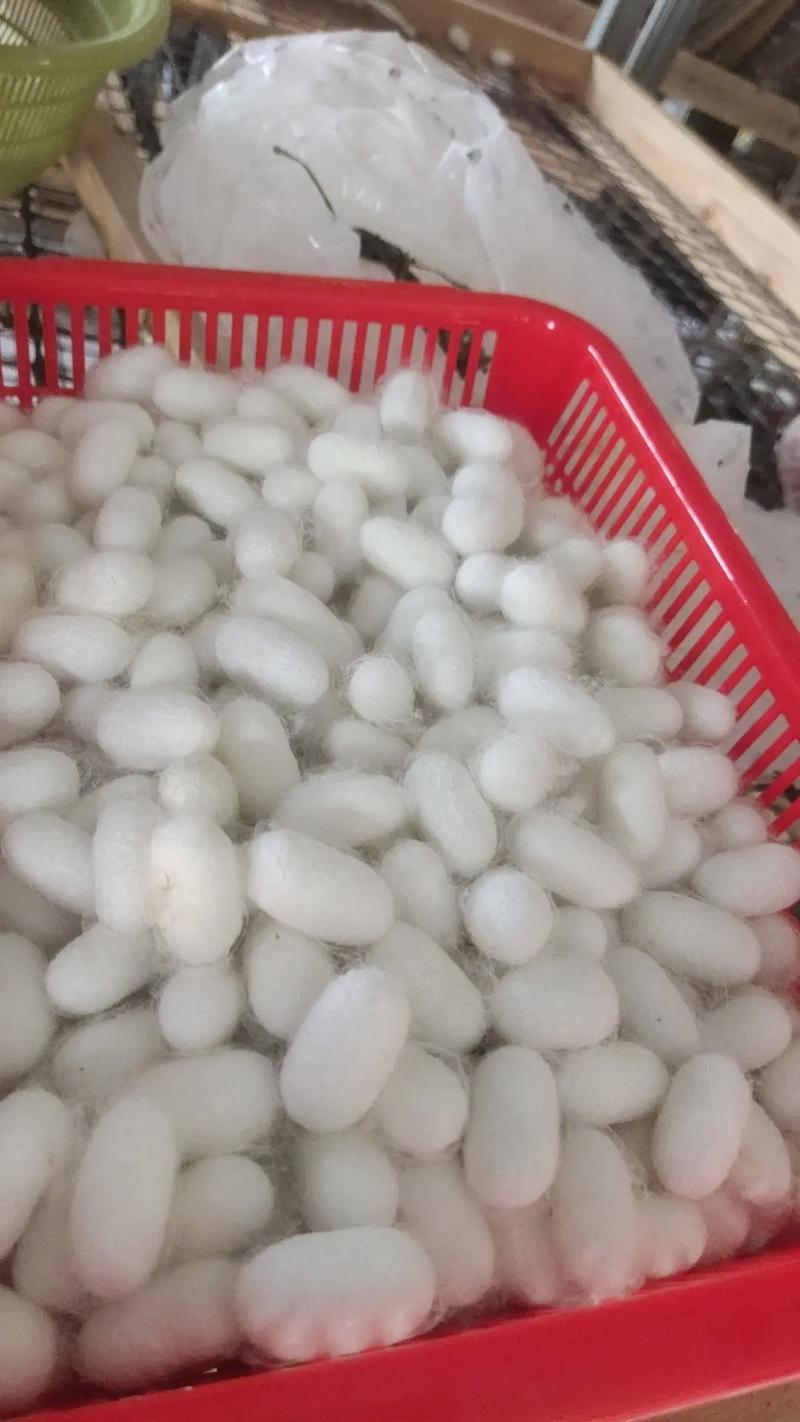 农村收购蚕茧价格最新行情如何?-图3 农村收购蚕茧价格最新行情如何?-图3