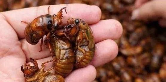 cctv7金蝉养殖技术-图1 cctv7金蝉养殖技术-图1