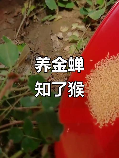 cctv7金蝉养殖技术-图3 cctv7金蝉养殖技术-图3