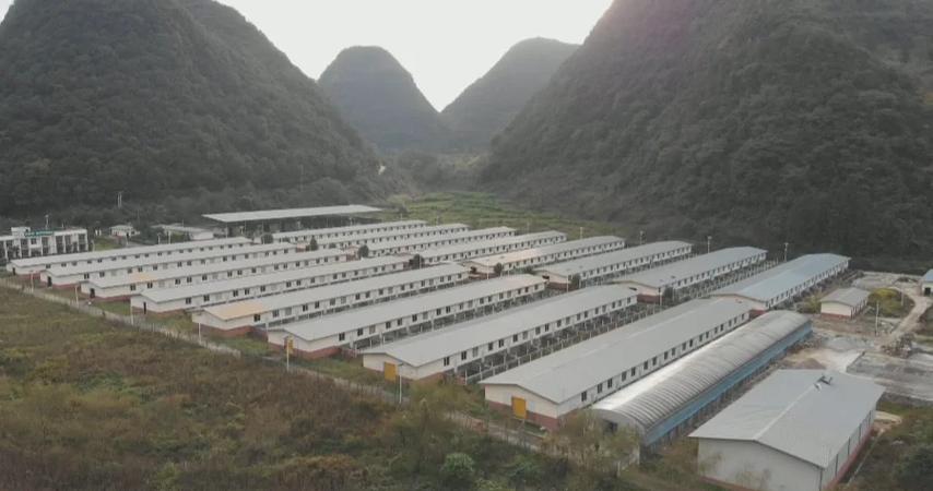 贵州猪养殖技术视频,如何高效学习?-图1 贵州猪养殖技术视频,如何高效学习?-图1