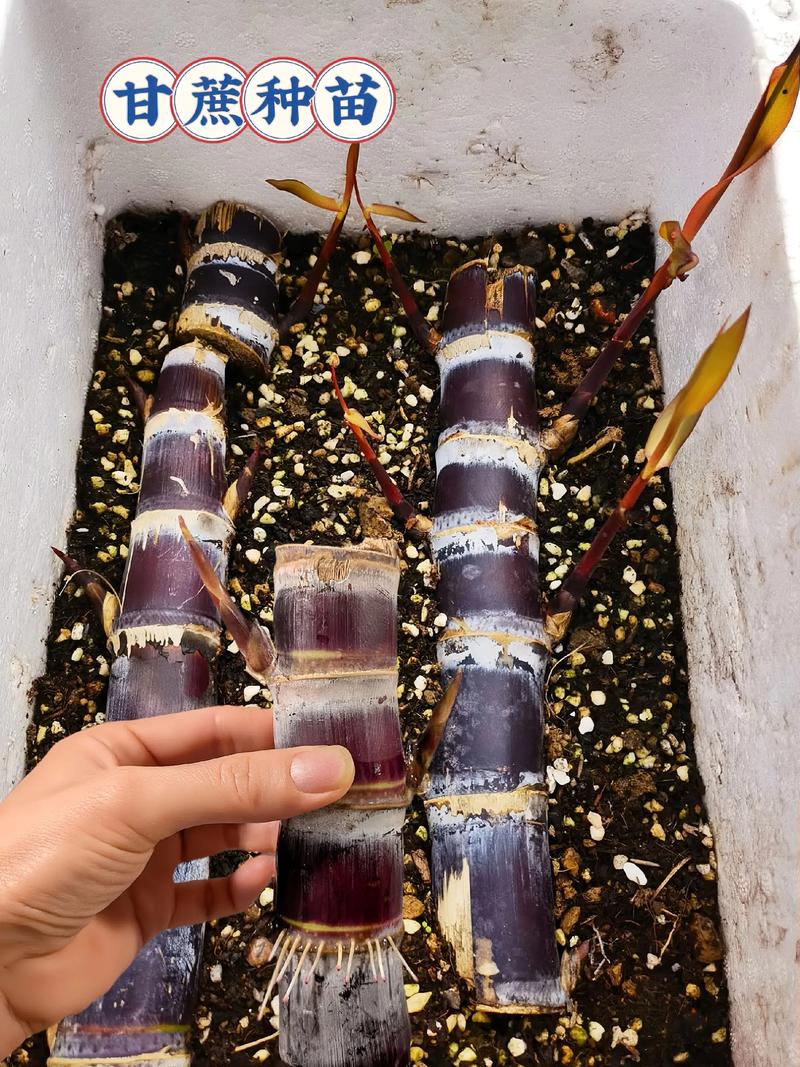 水果甘蔗如何种出高品质?-图2 水果甘蔗如何种出高品质?-图2