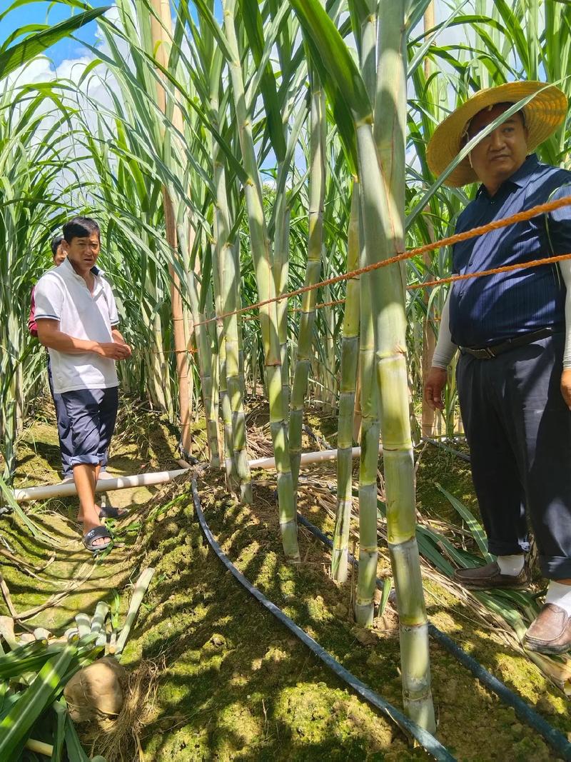 水果甘蔗如何种出高品质?-图1 水果甘蔗如何种出高品质?-图1