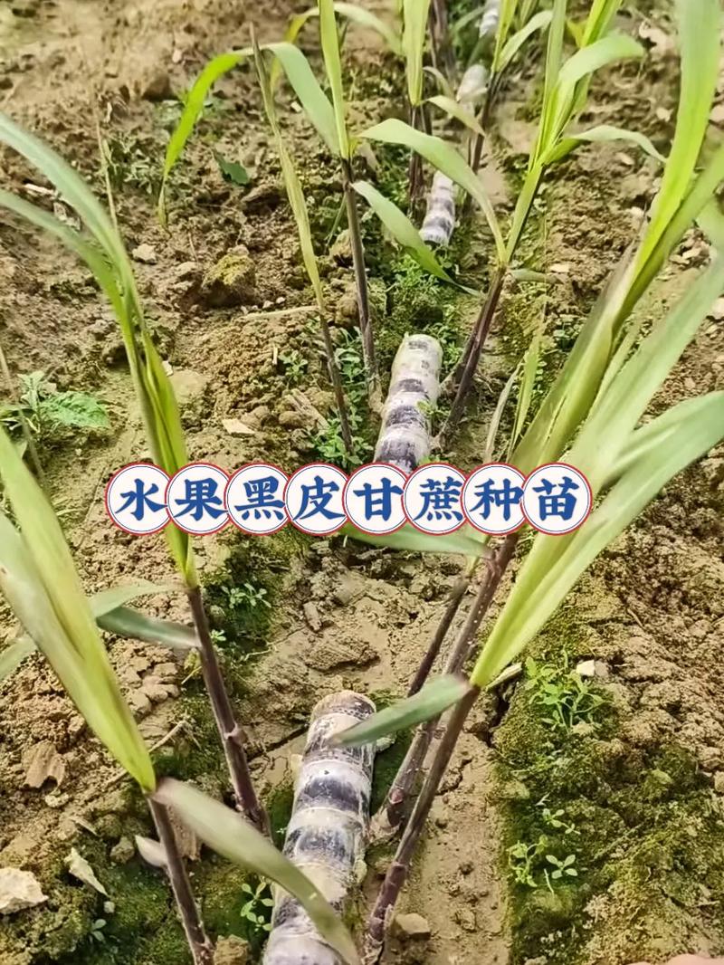 水果甘蔗如何种出高品质?-图3 水果甘蔗如何种出高品质?-图3