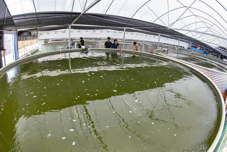 大棚养鳝鱼换水，关键技术是什么？-图2