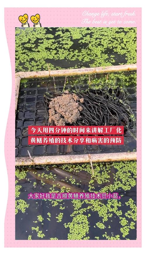 大棚养鳝鱼换水，关键技术是什么？-图3