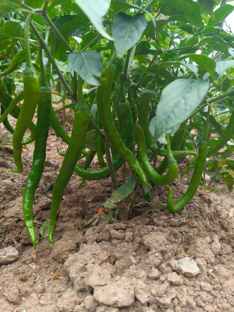 尖辣椒种植技术视频，如何高效掌握种植要点？-图2
