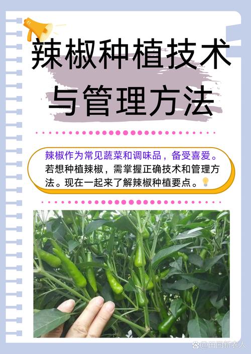 尖辣椒种植技术视频,如何高效掌握种植要点?-图1 尖辣椒种植技术视频,如何高效掌握种植要点?-图1