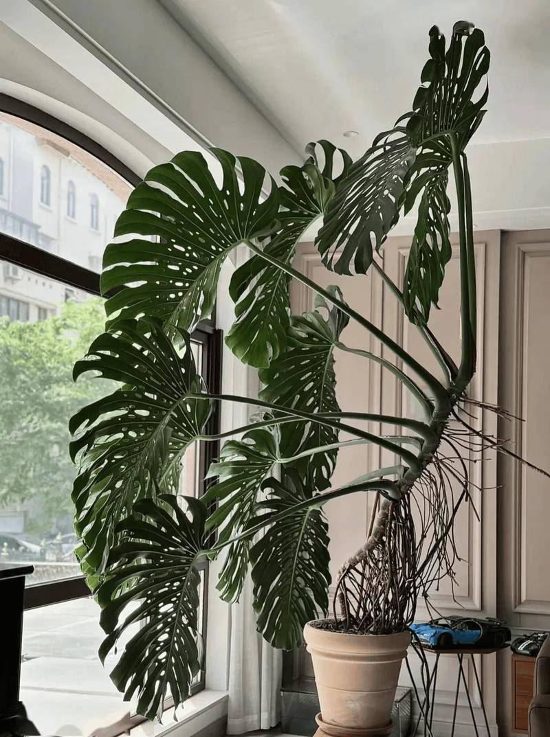 龟背竹最好品种是哪一种？-图3