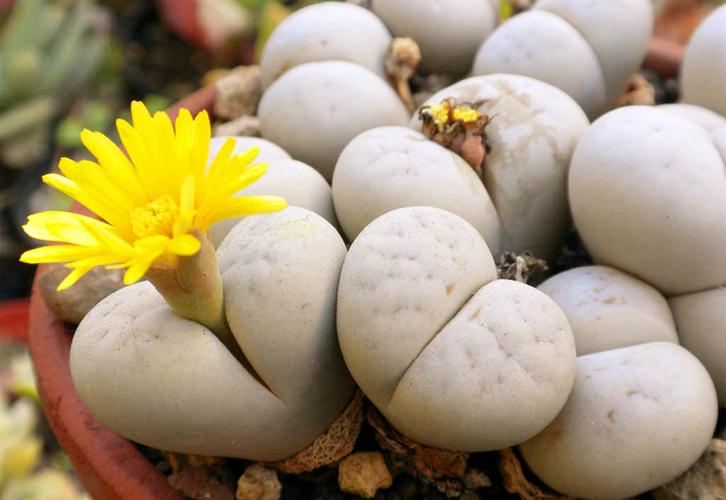 最大生石花品种究竟是谁？-图3