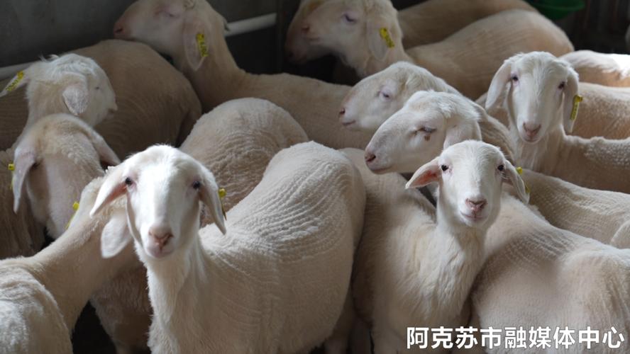 湖羊养殖技术CCTV7有哪些要点？-图2