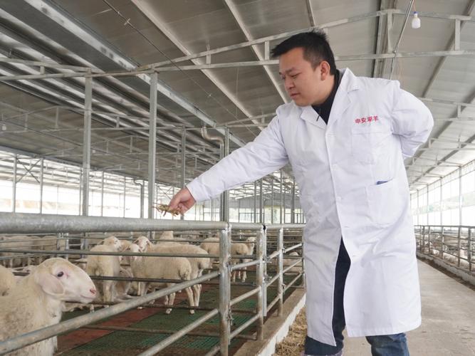 湖羊养殖技术CCTV7有哪些要点？-图1