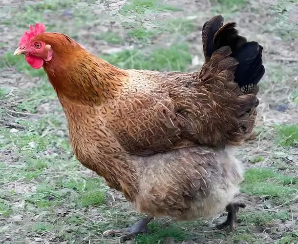 固始本地鸡哪个品种最好？-图2
