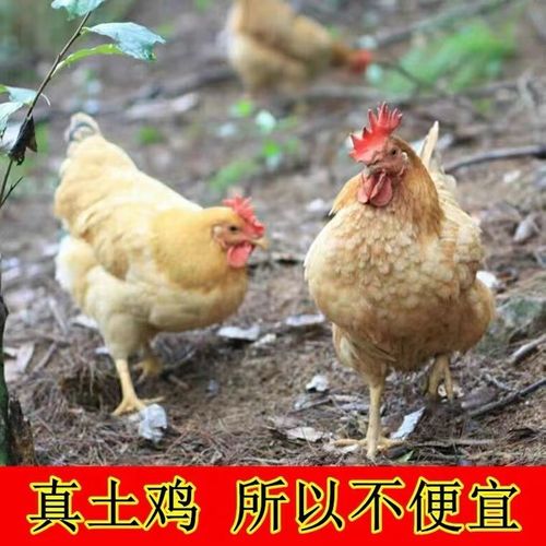 固始本地鸡哪个品种最好？-图1