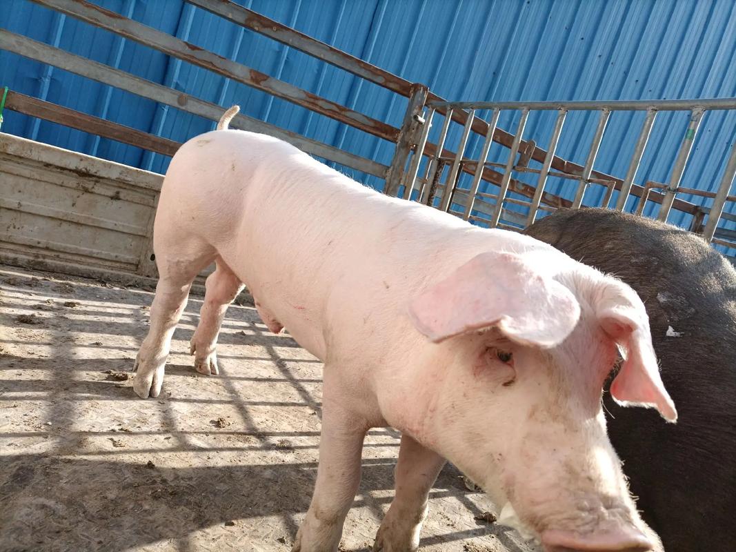 最大种猪是啥品种?-图1 最大种猪是啥品种?-图1