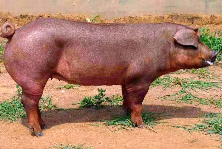 最大种猪是啥品种?-图2 最大种猪是啥品种?-图2