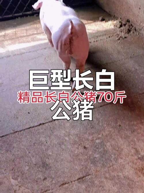 最大种猪是啥品种?-图3 最大种猪是啥品种?-图3