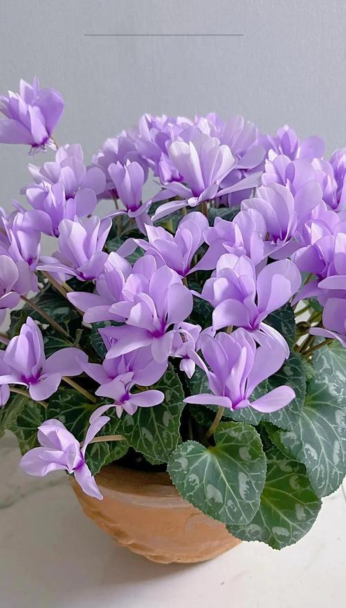 仙客来哪个品种最易养活?-图1 仙客来哪个品种最易养活?-图1