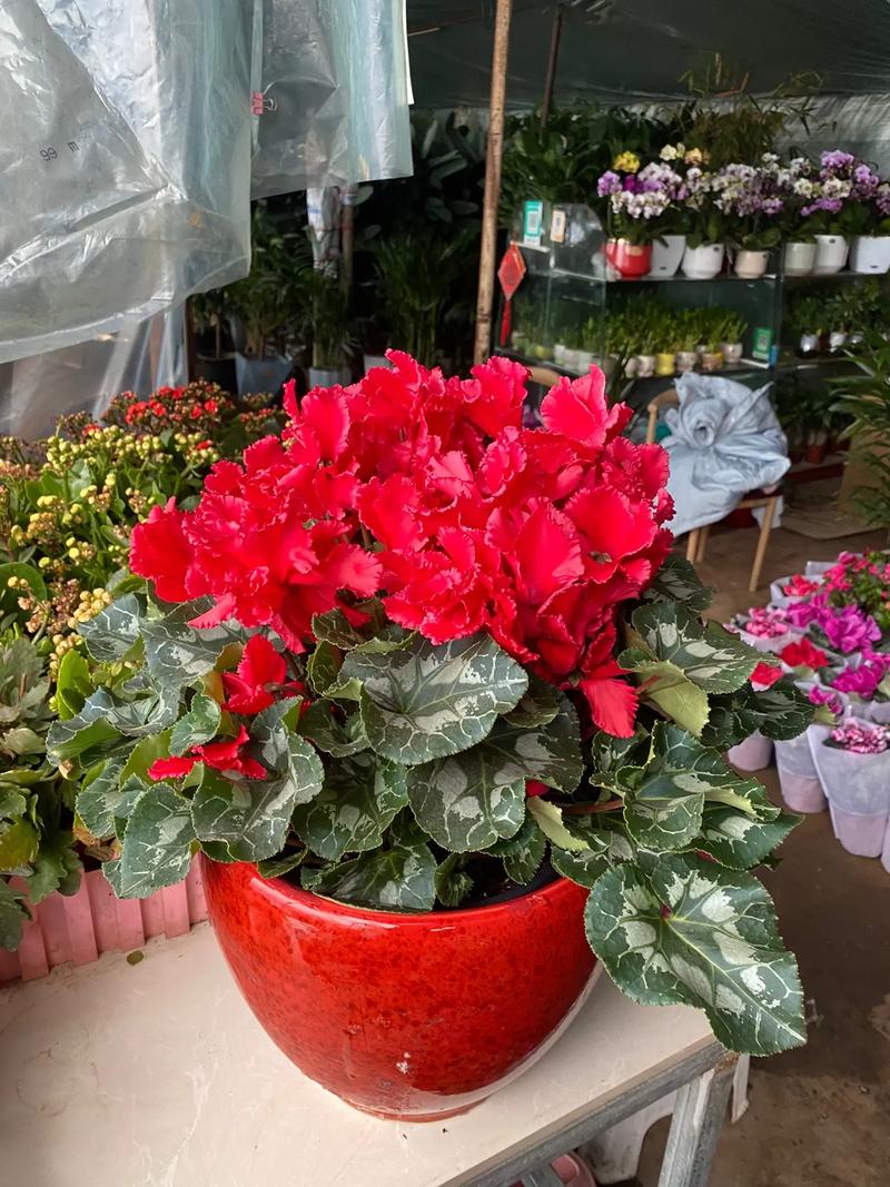 仙客来哪个品种最易养活?-图3 仙客来哪个品种最易养活?-图3