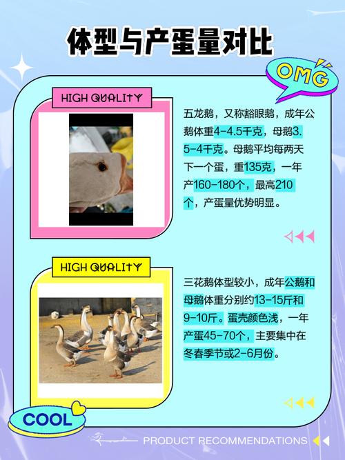 哪种鹅品种经济效益最高?-图3 哪种鹅品种经济效益最高?-图3