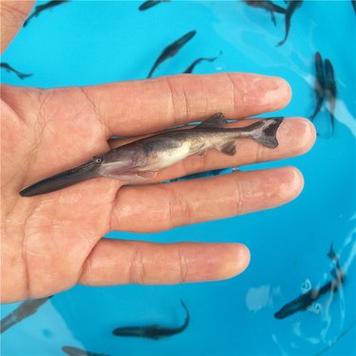 CCTV匙吻鲟养殖技术有何关键要点?-图2 CCTV匙吻鲟养殖技术有何关键要点?-图2