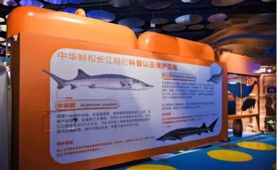 CCTV匙吻鲟养殖技术有何关键要点?-图1 CCTV匙吻鲟养殖技术有何关键要点?-图1