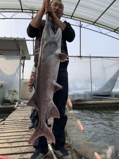 CCTV匙吻鲟养殖技术有何关键要点?-图3 CCTV匙吻鲟养殖技术有何关键要点?-图3