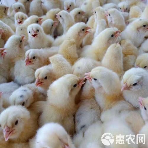 817鸡苗价格为何持续低迷?-图2 817鸡苗价格为何持续低迷?-图2