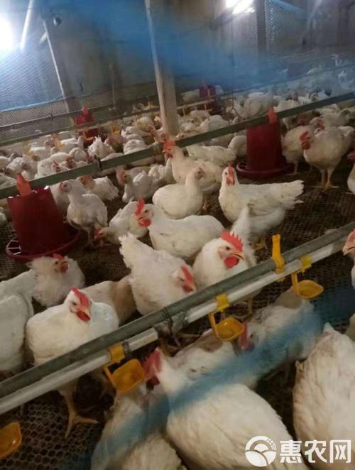 817鸡苗价格为何持续低迷?-图1 817鸡苗价格为何持续低迷?-图1