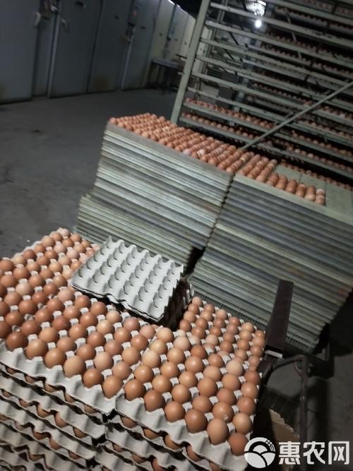 817鸡苗价格为何持续低迷?-图3 817鸡苗价格为何持续低迷?-图3