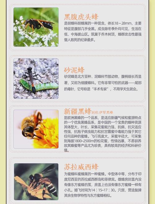 中蜂什么品种能养成强群?-图2 中蜂什么品种能养成强群?-图2