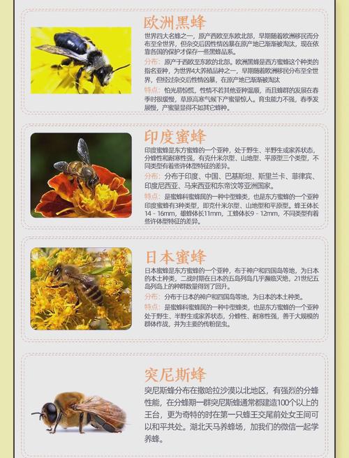 中蜂什么品种能养成强群?-图3 中蜂什么品种能养成强群?-图3