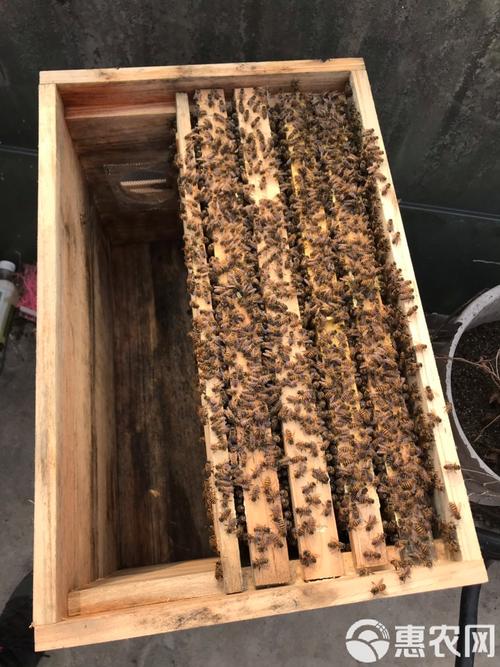 中蜂什么品种能养成强群?-图1 中蜂什么品种能养成强群?-图1