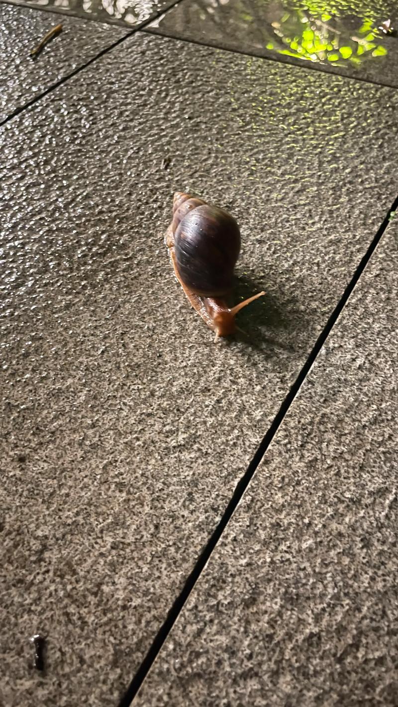 非洲大蜗牛养殖技术有哪些关键点?-图1 非洲大蜗牛养殖技术有哪些关键点?-图1