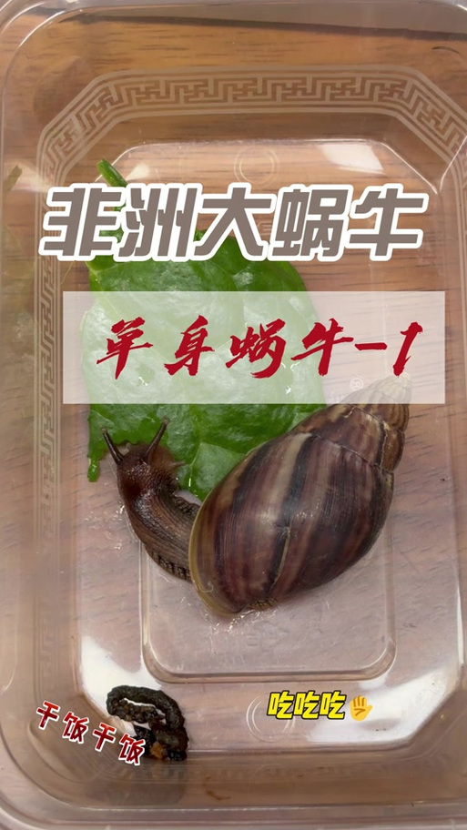 非洲大蜗牛养殖技术有哪些关键点?-图2 非洲大蜗牛养殖技术有哪些关键点?-图2