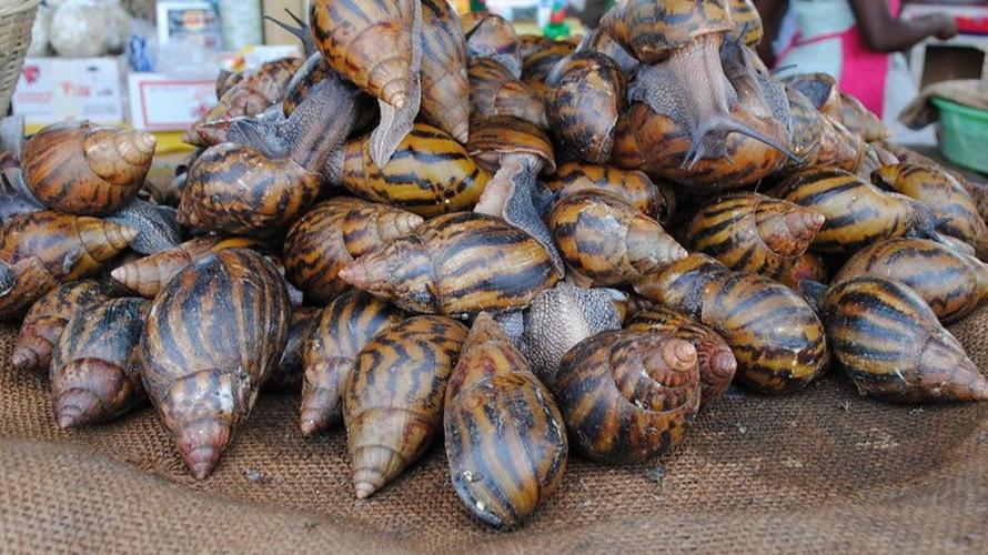 非洲大蜗牛养殖技术有哪些关键点?-图3 非洲大蜗牛养殖技术有哪些关键点?-图3