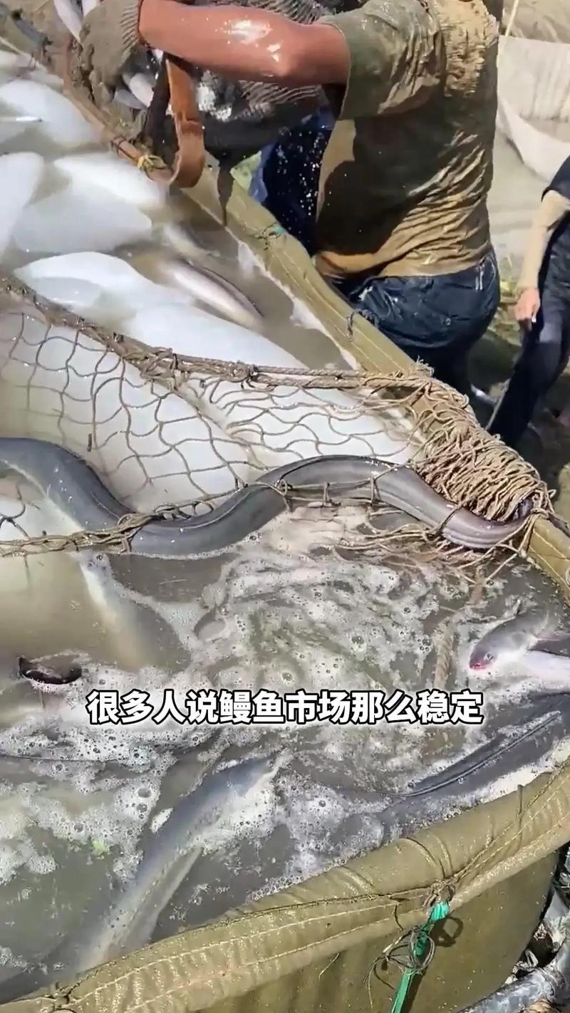欧洲鳗鱼苗2025价格-图2