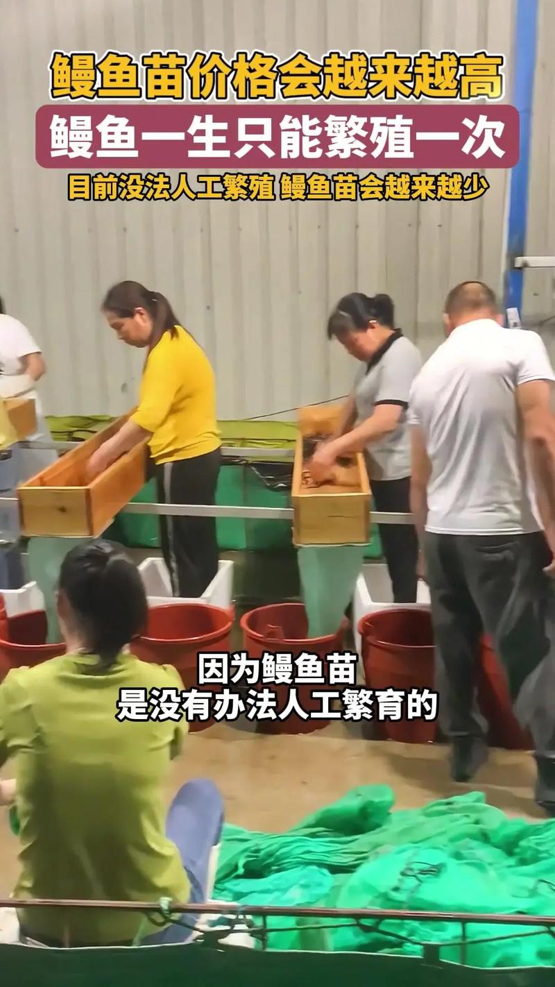 欧洲鳗鱼苗2025价格-图1 欧洲鳗鱼苗2025价格-图1